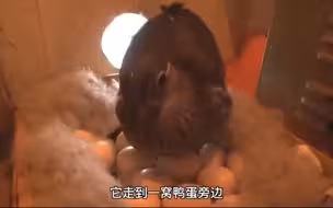 两只母鸭共同产卵孵化鸭宝宝