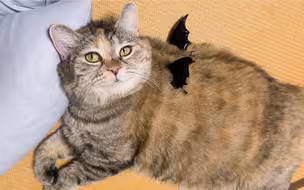猫猫我啊，老邪恶了！
