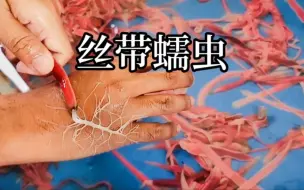 海洋神秘生物，丝带蠕虫