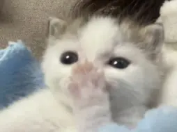 舔爪爪的小吧唧嘴