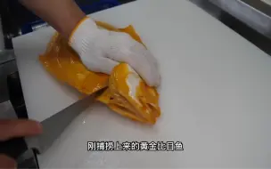 通体金黄的比目鱼，刚捕捞上来就被立即处理，做成刺身特别鲜甜