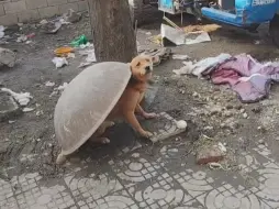 猫狗的隐身能力有多强？
