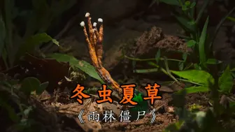 冬虫夏草的形成过程，让人心头一颤