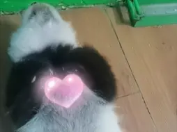 66日龄的妹猪：举个手手都是爱你的形状