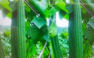 丝瓜如何高产？这样掐几下，丝瓜长得又嫩又直，多到摘不完