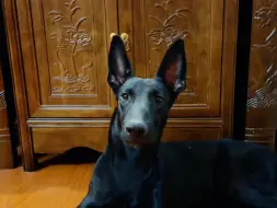 狐狸是犬科 所以小狗也喜欢让狐仙娘娘保护