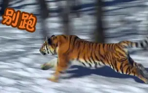 实拍野生东北虎捕猎，画面非常震撼