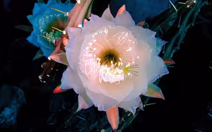 超治愈！仿佛异星球里的荧光仙人球花开瞬间