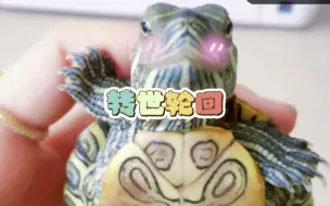 你相信乌龟会转世轮回来找你吗？
