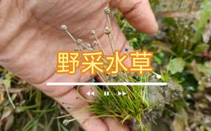 野采水草记录，种类非常丰富