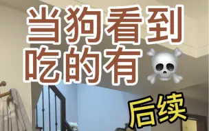 当狗看到吃的有毒 后续