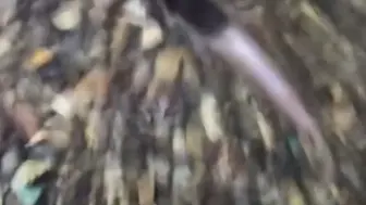 观背青鳉 锦鳉 迷你锦鲤 冷水观赏鱼 31