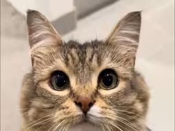 猫咪最想告诉新手养猫人的6件事