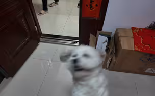 当你去外地上学时突然回家，你的狗：