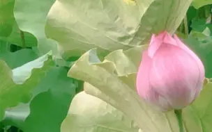 在杭州比西湖更值得打卡的赏荷胜地——湘湖荷花庄