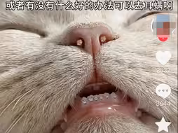 这两种驱虫药真的还有人在用吗？猫咪中毒就老实了！