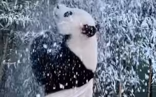 241127 乐宝：龙仁下雪啦，帅气乐宝打个野玩玩😁