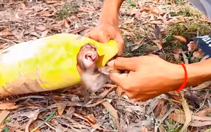 小猴子被塞进瓶子里，热心小伙出手相救