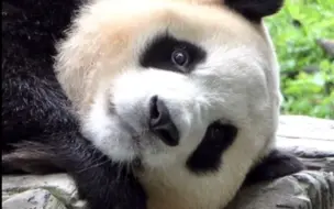 240905 福宝听到虫鸣鸟叫探头查看：谁打扰本公主休息🫢