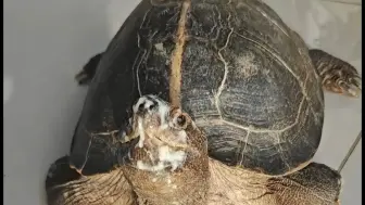 出眠恢复餐
