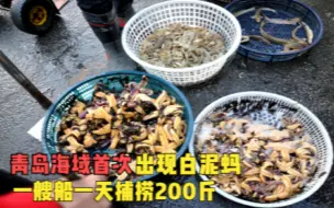 青岛海域首次出现白泥蚂！一艘船一天捕捞200斤，网友：能吃不？