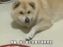 养狗后，我的压力真的变得很大…想自己一个人享受零食都不行…更离谱的是，你要是和它眼神对视了，它会立马走过来，以为你要给它吃(๑•́ωก̀๑)