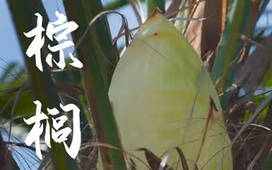 《百医百草百方》054-棕榈