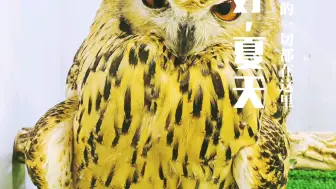 B站活动让胆肥肥凑个热闹