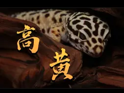 【豹纹守宫】最最适合新手的基因