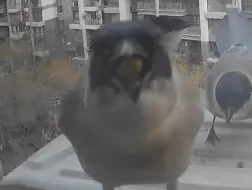 灰喜鹊：我饿！我饿！我要吃饭！