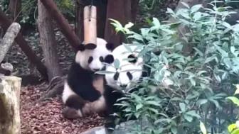 2024.11.01 花花葉子滿臉問號❓撥著竹筒，好像還討論了一下～沒果果沒意思啊？