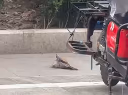 棕背伯劳捕猎斑鸠