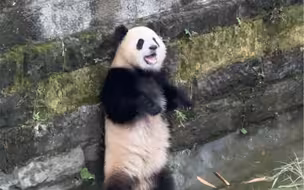 渝爱冲完水之后，转了一个圈圈
