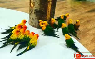 两军对峙