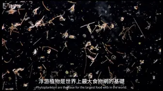 超精美-浮游生物们的隐秘生活