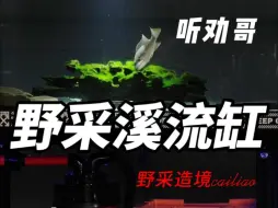 养鱼人该省侧省，野采原生鱼野生石头。#养鱼日记 #鱼缸过滤 #野采原生鱼 #造景