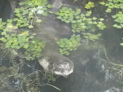 最后的长江斑鳖