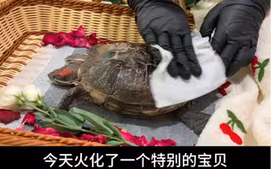 今天火化了一个18岁的大乌龟宝贝