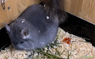 龙猫轻度上火尿红，中度上火眼睛白色分泌物，严重上火就麻烦了