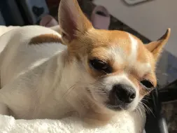 狗 迷 日 眼 猪
