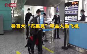 好棒！导盲犬带主人乘飞机！