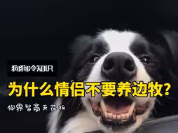 养狗还能防分手？爱情保卫犬了解一下…