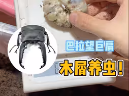 吃土一年后华丽蜕变大甲虫