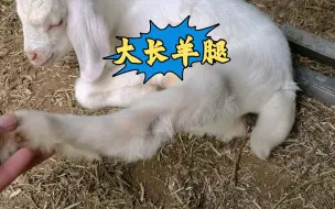 这粉羊蹄！这羊腿！还有一片东西！