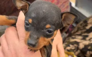 宠物市场500淘一只茶杯体小鹿犬