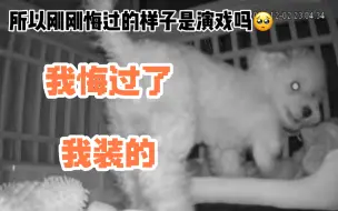 忙完一整天准备睡觉，发现狗狗在窝里尿尿^_^