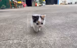 一大清早，小猫看到我就跟我跑，差点跑出院子了，也不怕被人掳走