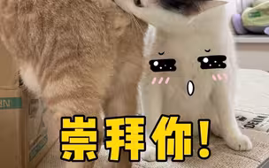 如何让反骨猫变成你的舔猫？