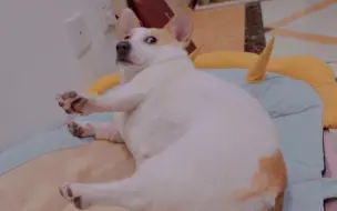 狗生气了，狗再也不跟你好了