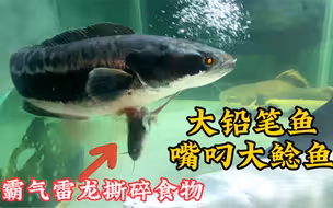 铅笔鱼瞬间撕碎大鲶鱼，视频记录精彩瞬间